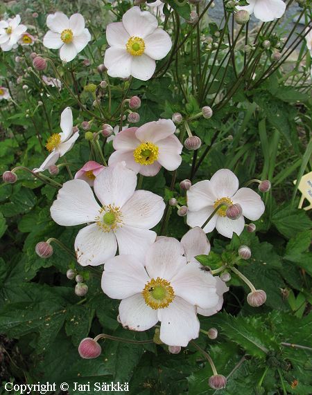 Anemone hupehensis 'September Charm', syysvuokko